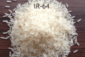IR 64 rice